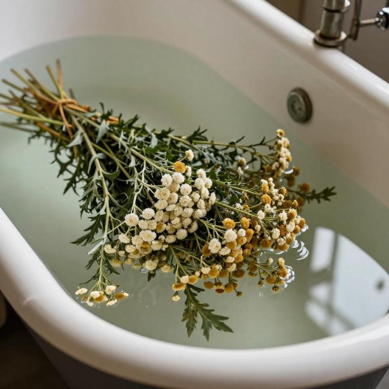 achillea millefolium bath