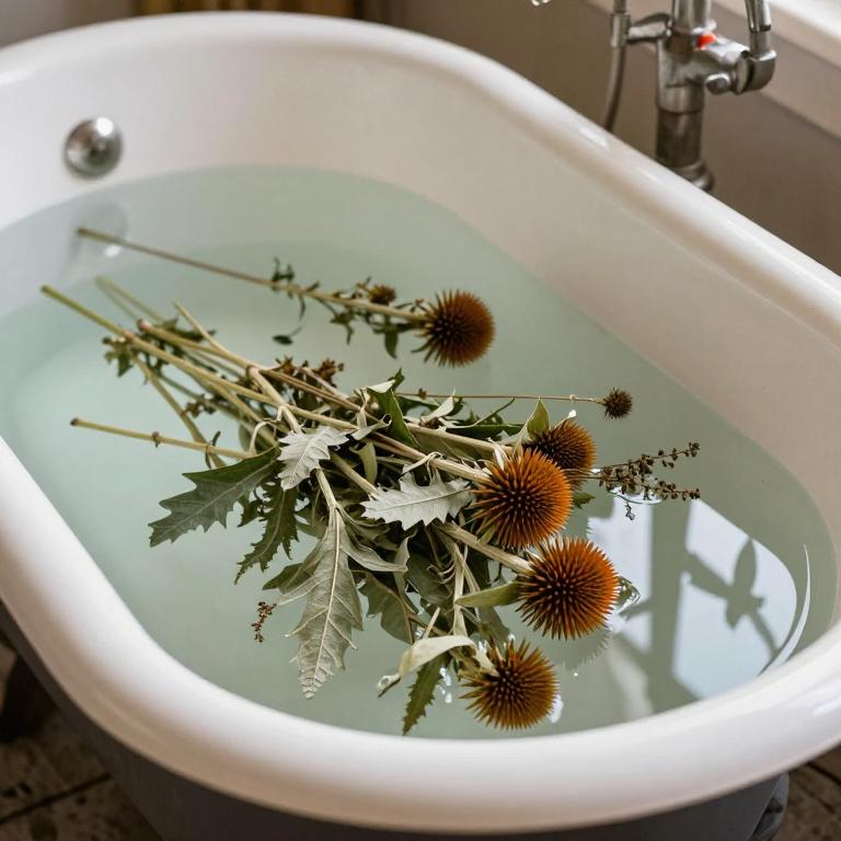 echinacea purpurea bath