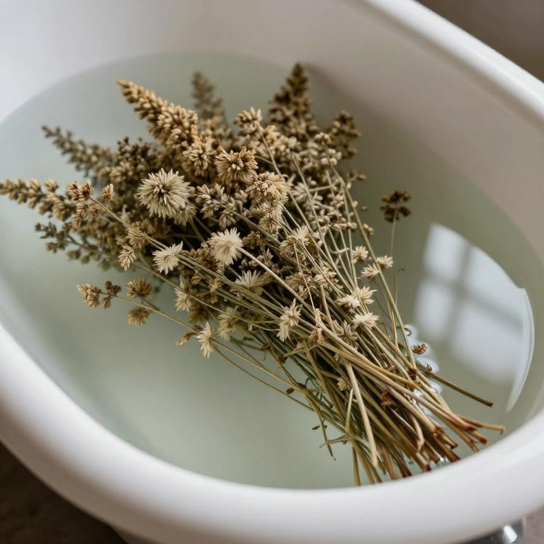 equisetum arvense bath