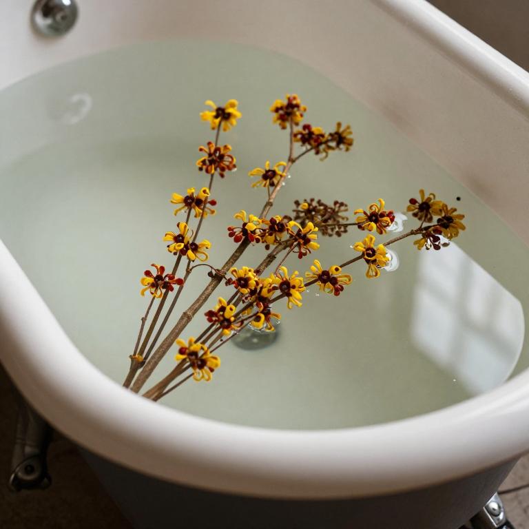 hamamelis virginiana bath