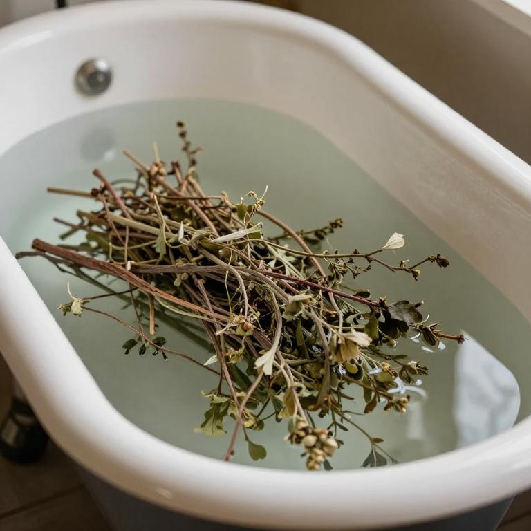 sanguinaria canadensis bath