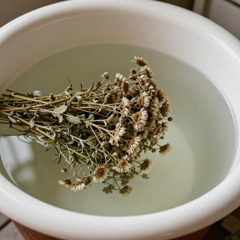 teucrium marum bath