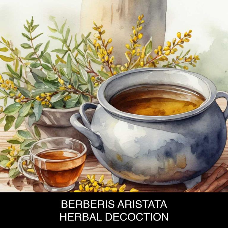 berberis aristata herbal decoctions for high-cholesterol