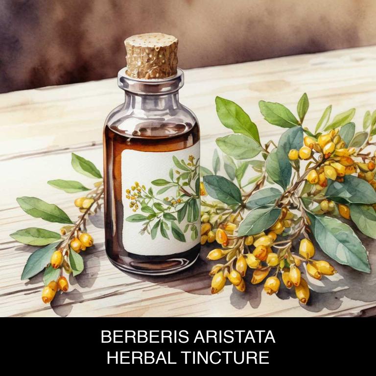 berberis aristata herbal tinctures for high-cholesterol