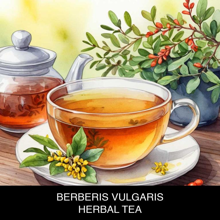 berberis vulgaris herbal teas for mouth-bitter-taste