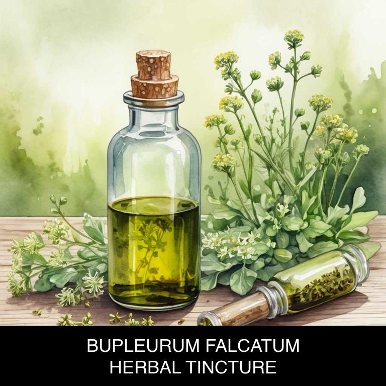 bupleurum falcatum herbal tinctures for amenorrhea