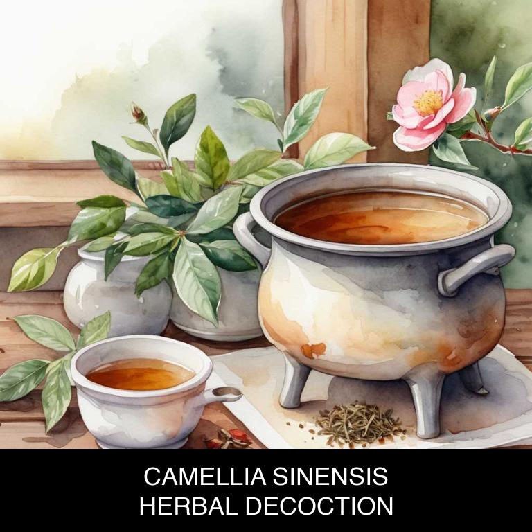 camellia sinensis herbal decoctions for mouth-ulcers