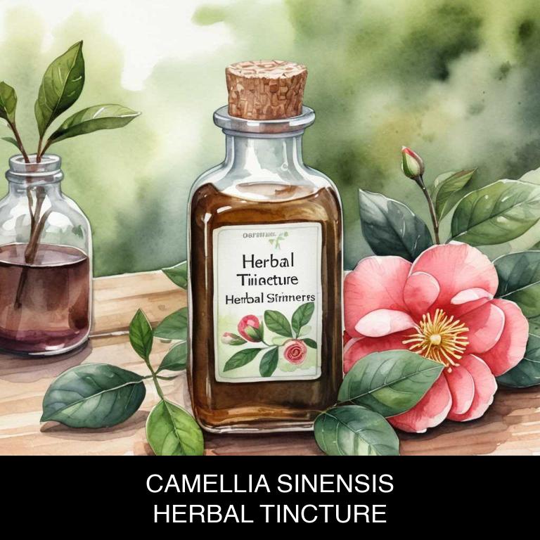 camellia sinensis herbal tinctures for arteriosclerosis