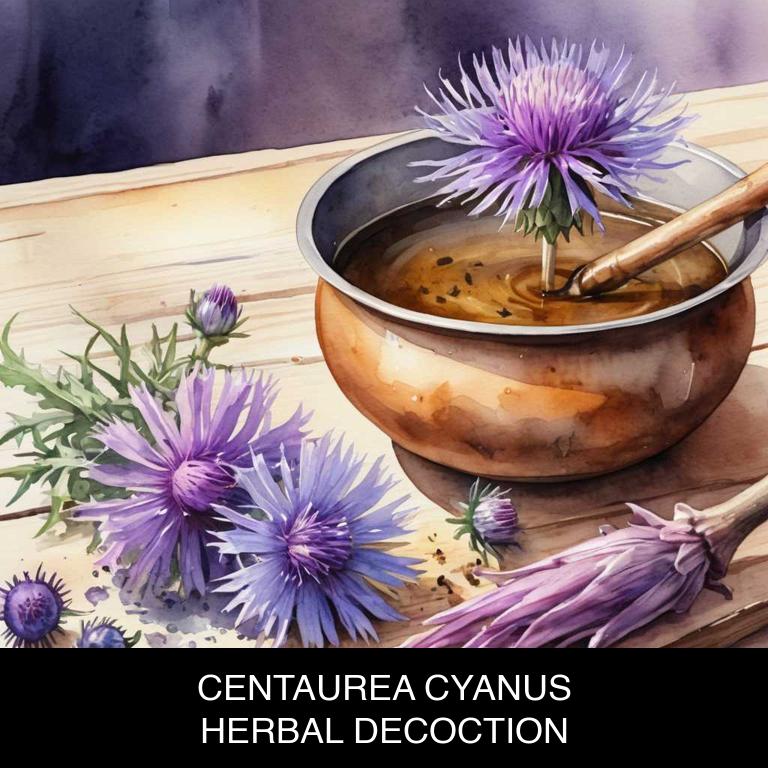 centaurea cyanus herbal decoctions for mouth-bitter-taste