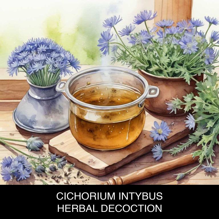 cichorium intybus herbal decoctions for irritable-bowel-syndrome