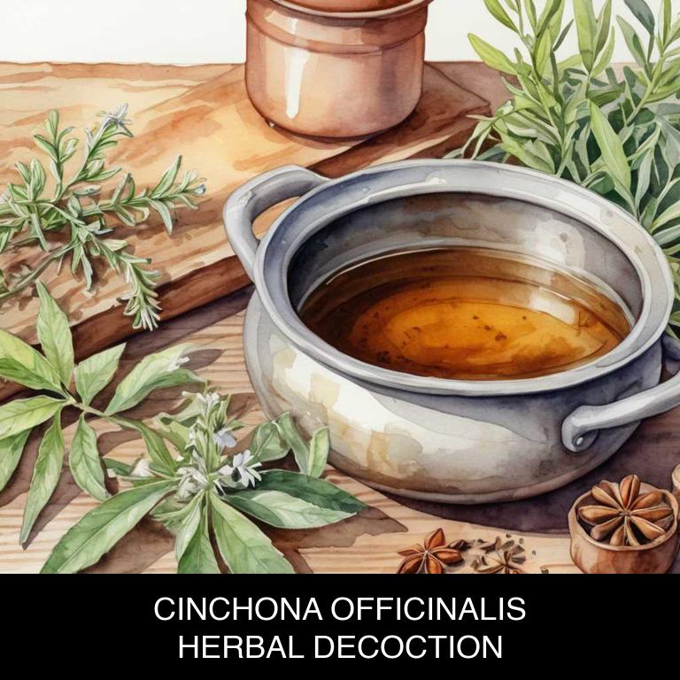 cinchona officinalis herbal decoctions for abdominal-pain