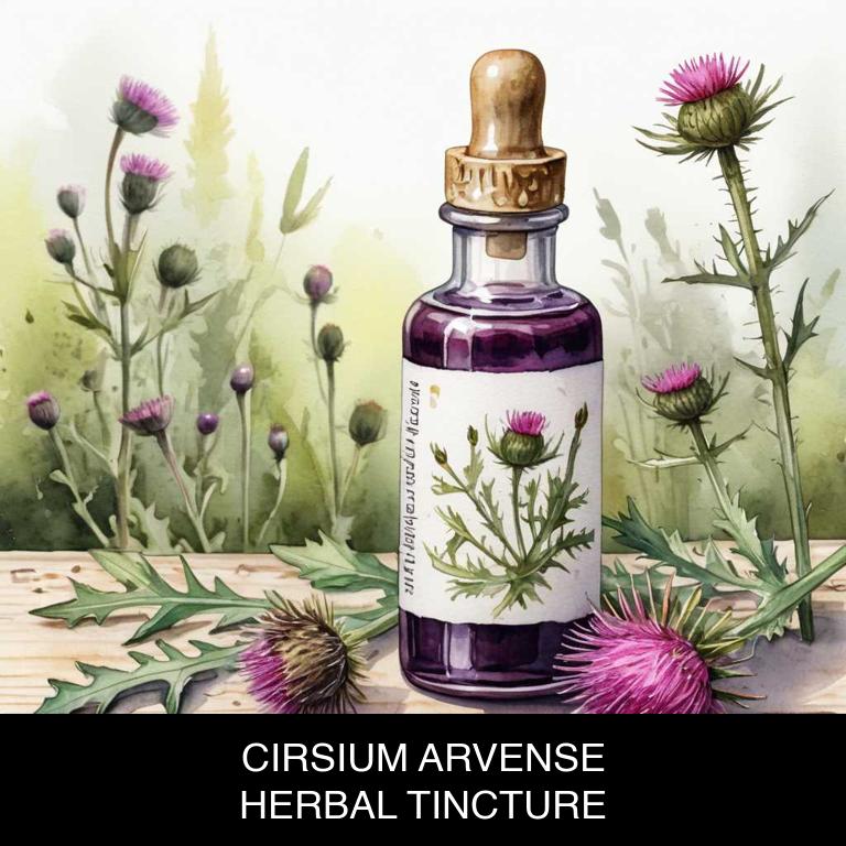 cirsium arvense herbal tinctures for period-cramps