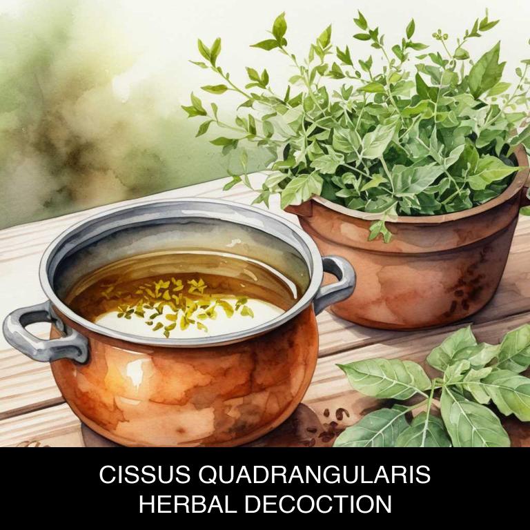 cissus quadrangularis herbal decoctions for periodontal-disease