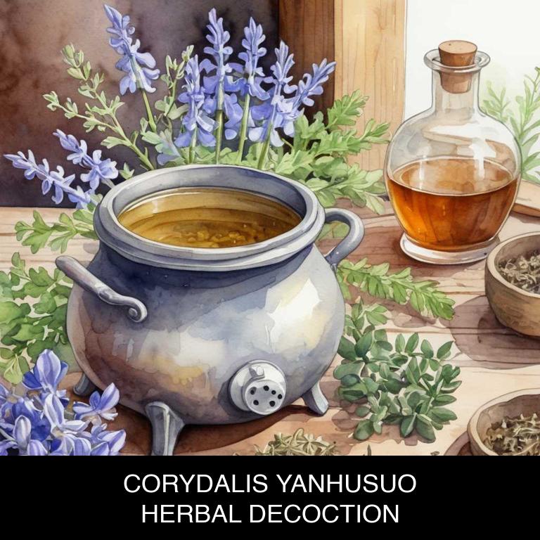 corydalis yanhusuo herbal decoctions for nerve-pain