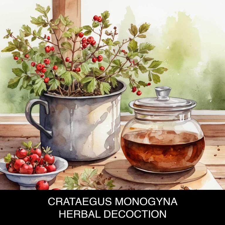 crataegus monogyna herbal decoctions for arteriosclerosis