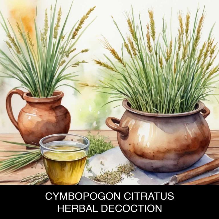 cymbopogon citratus herbal decoctions for jock-itch