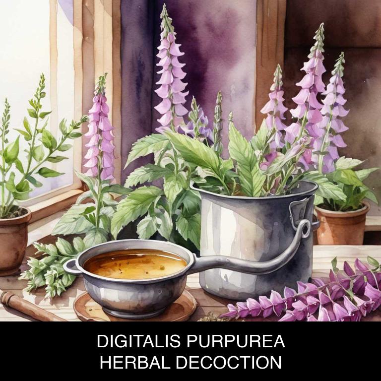 digitalis purpurea herbal decoctions for pertussis