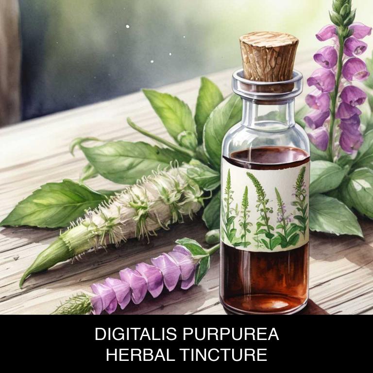 digitalis purpurea herbal tinctures for pertussis