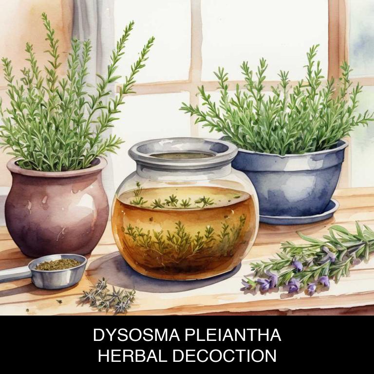 dysosma pleiantha herbal decoctions for amenorrhea