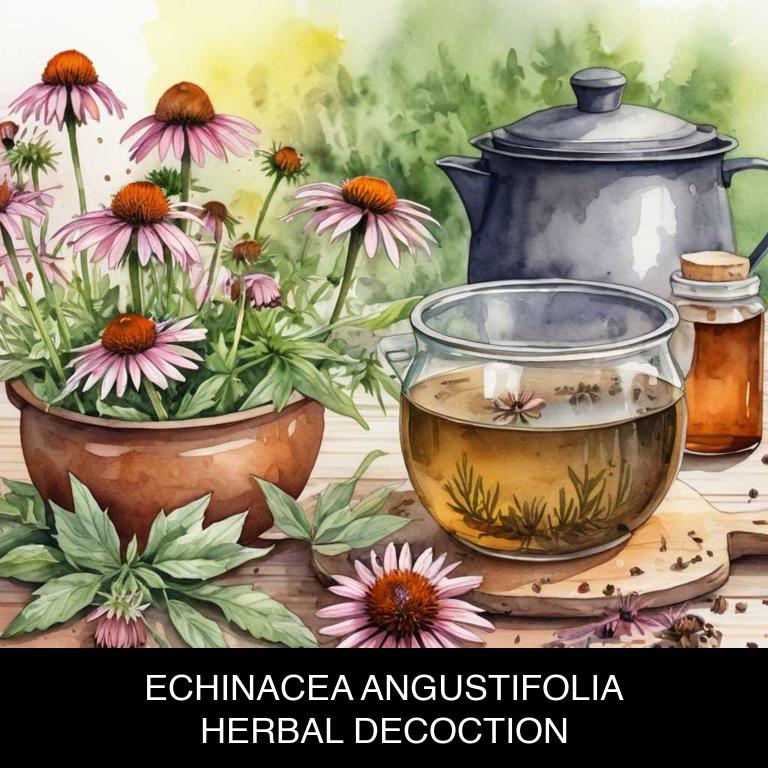 echinacea angustifolia herbal decoctions for tonsillitis