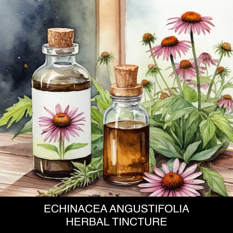 echinacea angustifolia herbal tinctures for mouth-reddened-corners