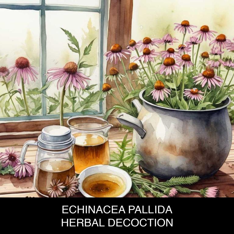 echinacea pallida herbal decoctions for colds