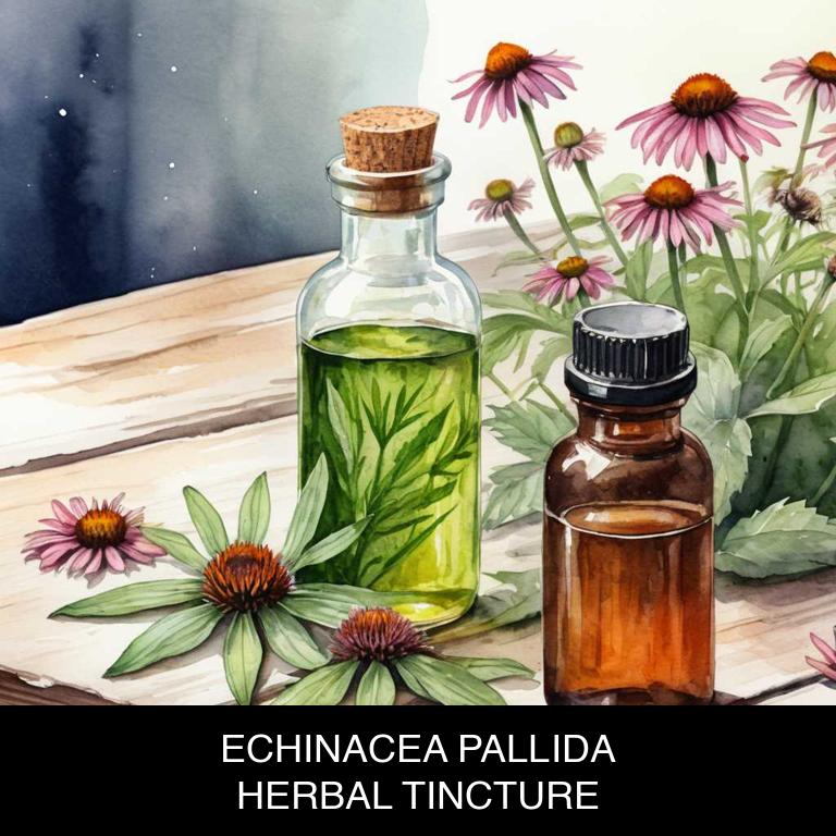 echinacea pallida herbal tinctures for colds