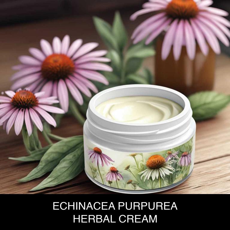 echinacea purpurea herbal creams for mouth-reddened-corners