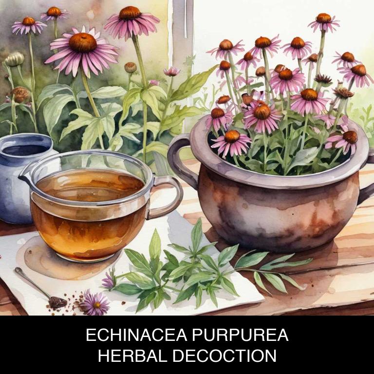 echinacea purpurea herbal decoctions for mouth-ulcers