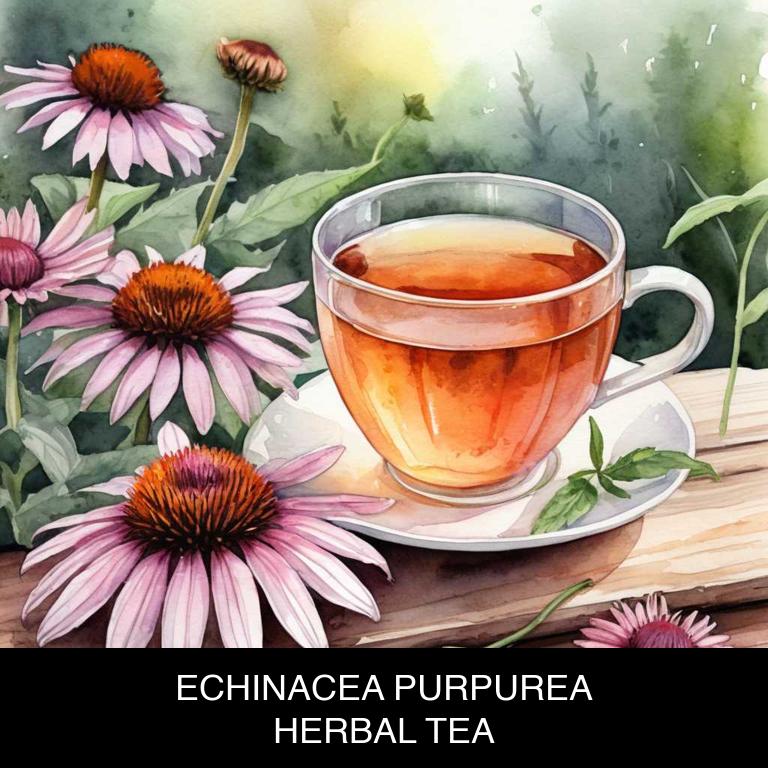 echinacea purpurea herbal teas for eczema