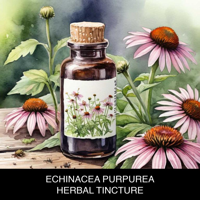 echinacea purpurea herbal tinctures for lip-fever-blister