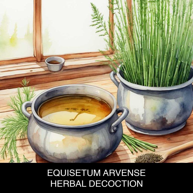 equisetum arvense herbal decoctions for varicose-veins