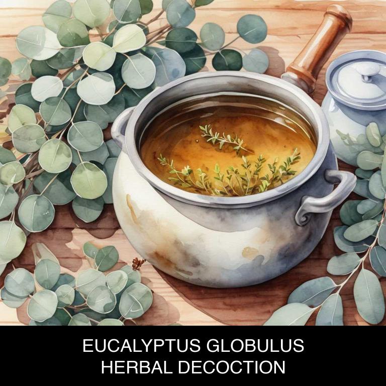 eucalyptus globulus herbal decoctions for toothache