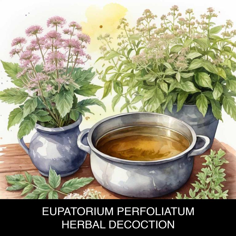 eupatorium perfoliatum herbal decoctions for tonsillitis