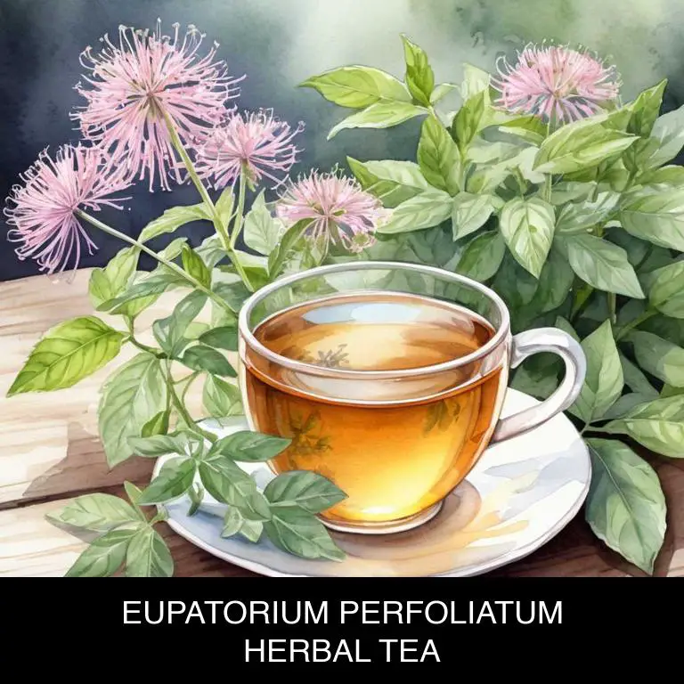 eupatorium perfoliatum herbal teas for throat-irritation