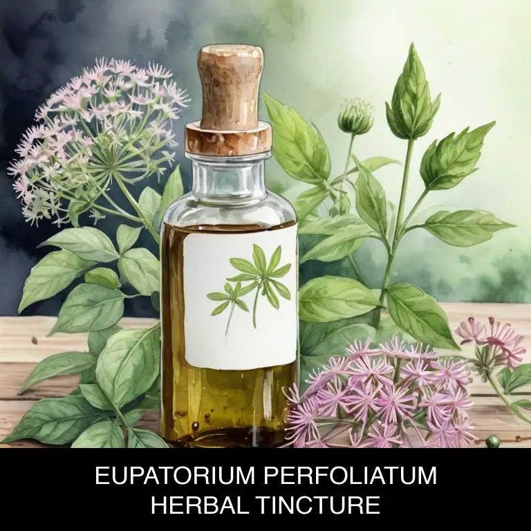 eupatorium perfoliatum herbal tinctures for fever