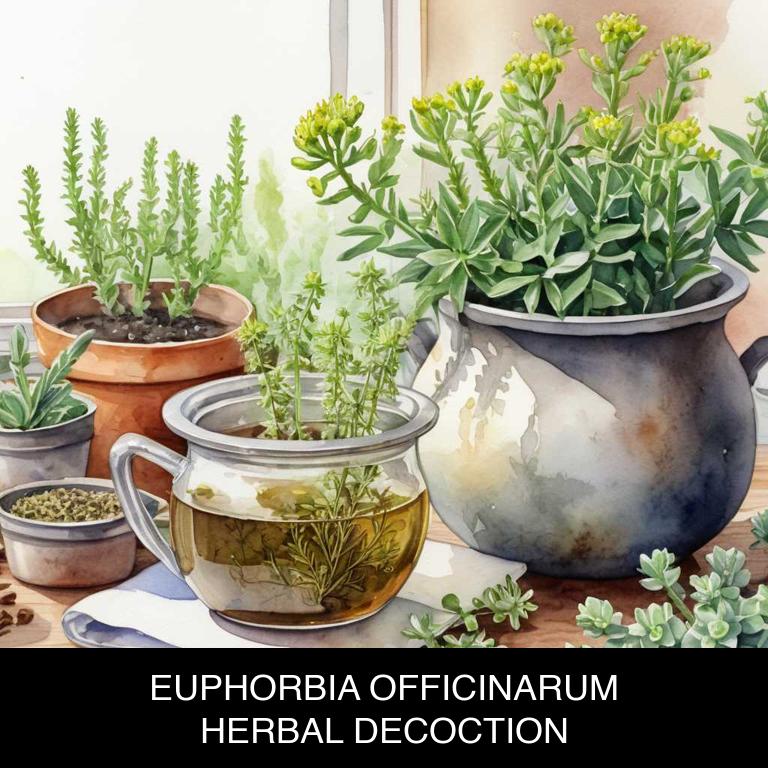 euphorbia officinarum herbal decoctions for itchy-eyes