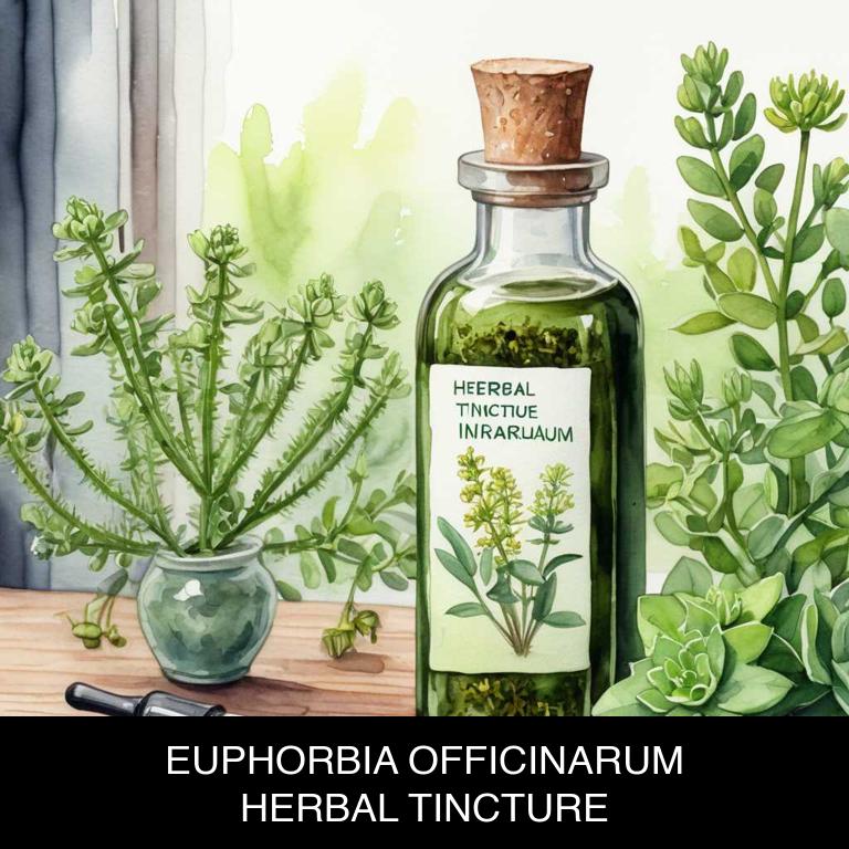 euphorbia officinarum herbal tinctures for itchy-eyes