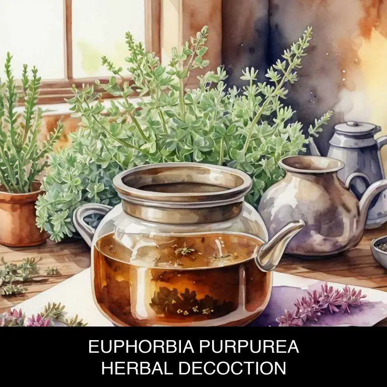 euphorbia purpurea herbal decoctions for ear-infection