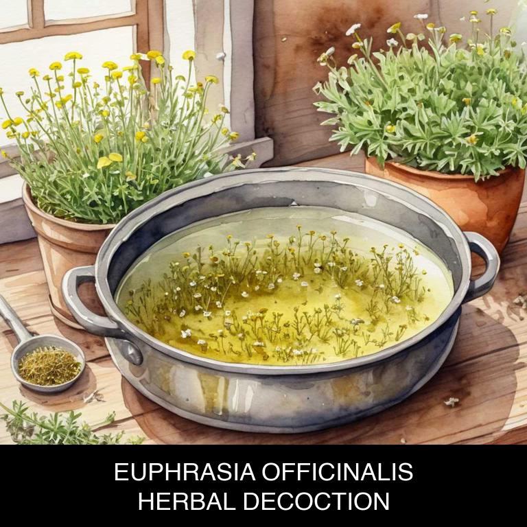 euphrasia officinalis herbal decoctions for red-eyes