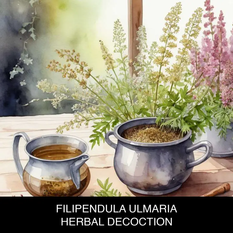 filipendula ulmaria herbal decoctions for knee-swelling