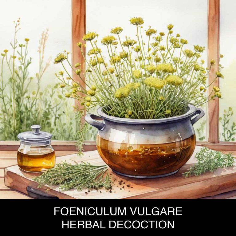 foeniculum vulgare herbal decoctions for flatulence