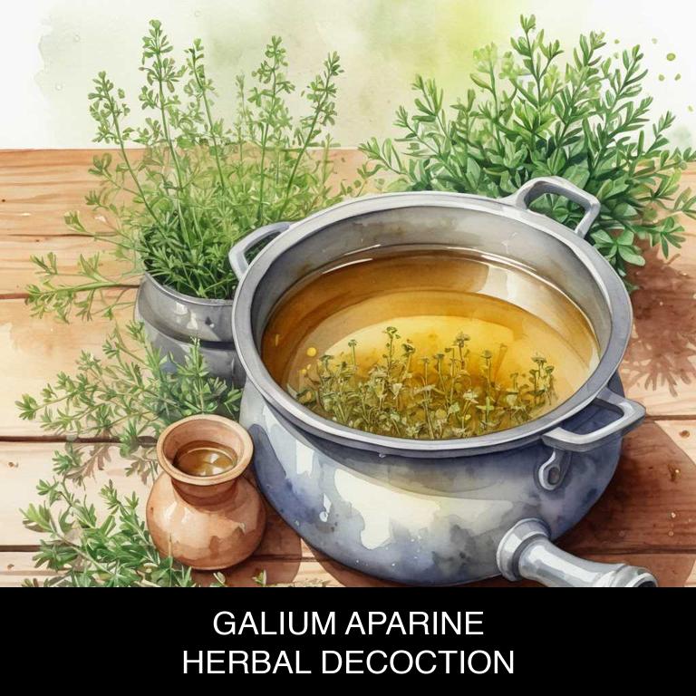 galium aparine herbal decoctions for lip-fever-blister