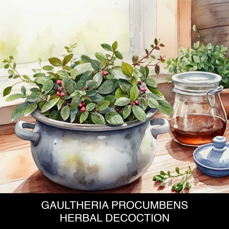 gaultheria procumbens herbal decoctions for toothache