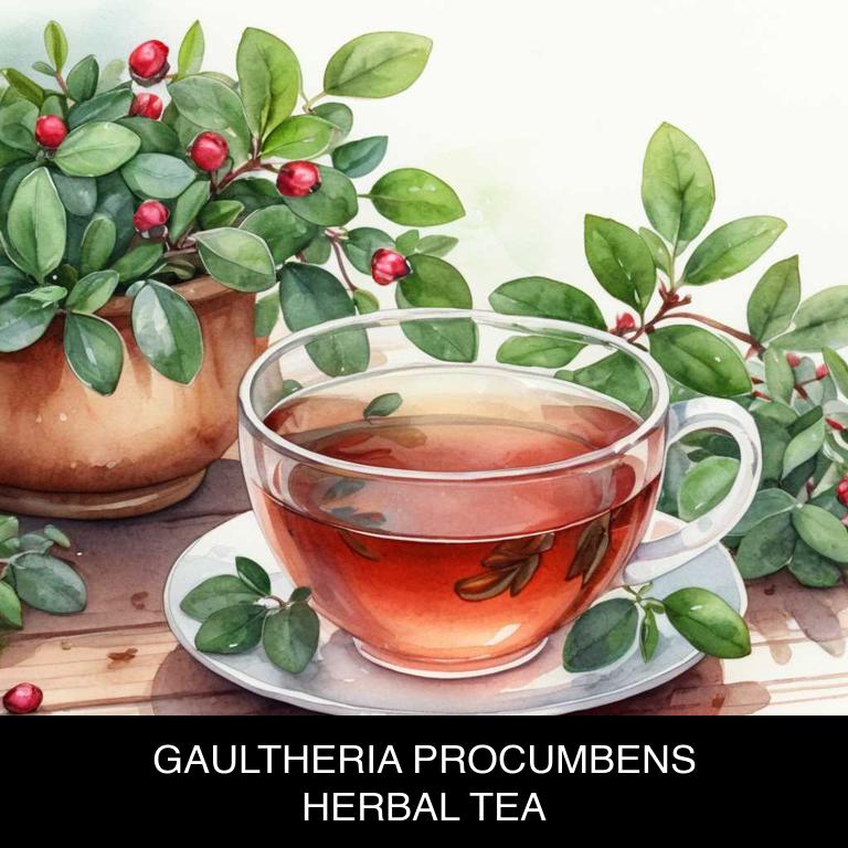 gaultheria procumbens herbal teas for gum-infection