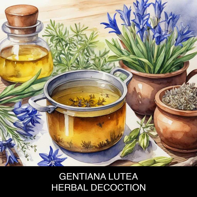 gentiana lutea herbal decoctions for mouth-bitter-taste