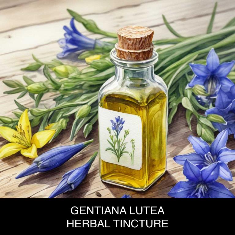 gentiana lutea herbal tinctures for indigestion