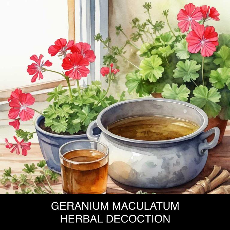 geranium maculatum herbal decoctions for oily-face