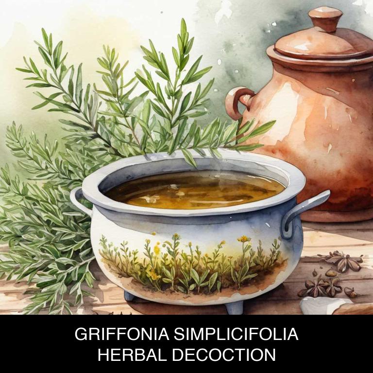 griffonia simplicifolia herbal decoctions for asthma