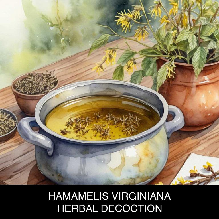 hamamelis virginiana herbal decoctions for varicose-veins